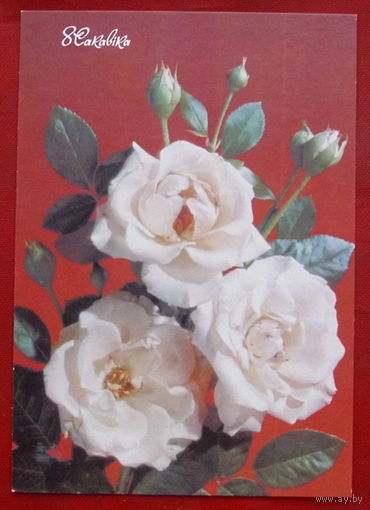 8 сакавiка! Чистая. 1990 года. Дергилева. 1259.