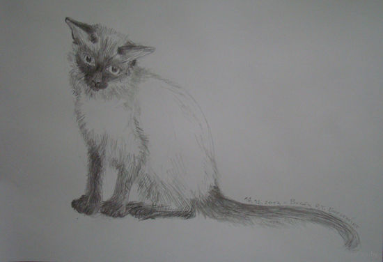 Рисунки. Кошки.