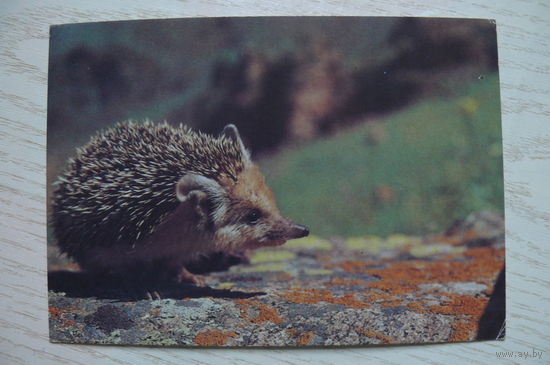 Назаров Э., Ушастый еж; 1990, чистая.