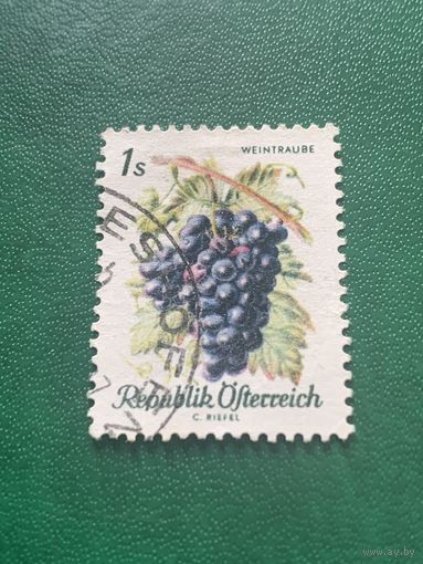 Австрия. Флора. Виноград