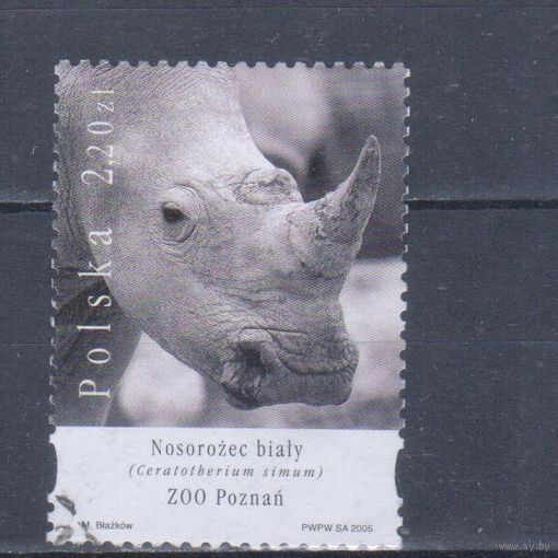 [165] Польша 2005. Фауна зоопарка.Носорог. Гашеная марка.