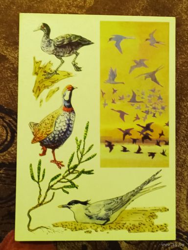 Открытка "Красноводский заповедник"