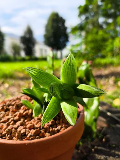 Растение кактус,суккулент экзотическое.