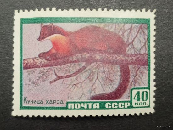 1959 СССР. Фауна СССР. Куница Харза