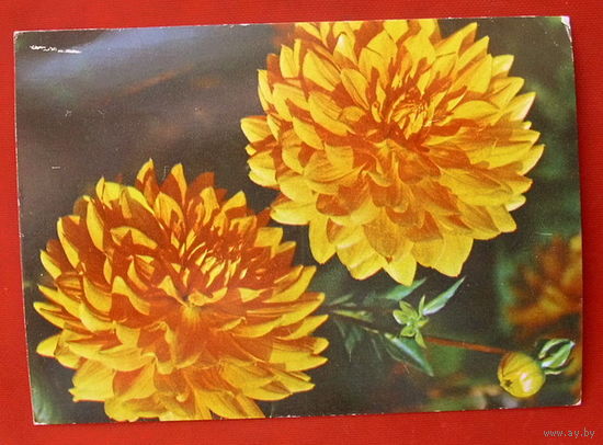 Георгина. Чистая. 1981 года.  150.