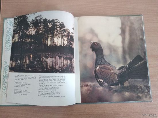 Белавежская пушча. Фотаздымкi В.Гiпенрэйтара(1964г.). Тираж 15 тыс. экз. Первый фотоальбом культового советского фотографа.  Почтой не высылаю.