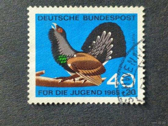 Германия 1965. Глухарь