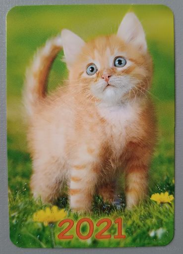 Котенок. Календарик, 2021