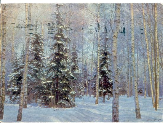 Открытка. Выд. Беларусь. Зимний лес. Фото Барановского. 1968
