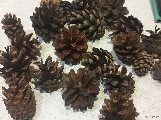Шишки сосновые