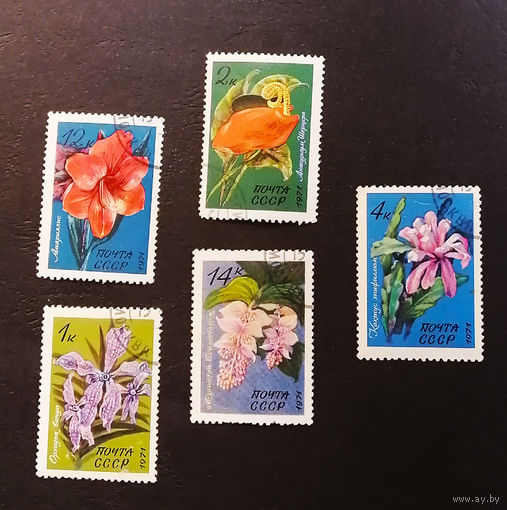 СССР 1971 г. Тропические и субтропические растения. Флора, полная серия из 5 марок #0222-Ф1P43
