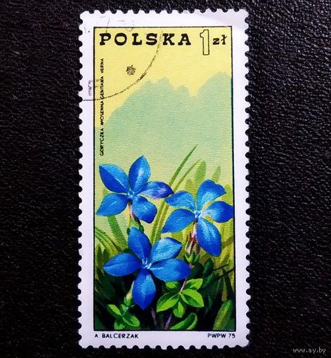 Марка Польша 1975 год 100 лет Организации горного туризма