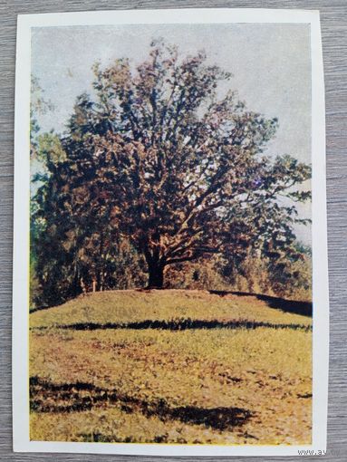 1949. Пушкиниана. Село Тригорское. "Дуб уединённый"