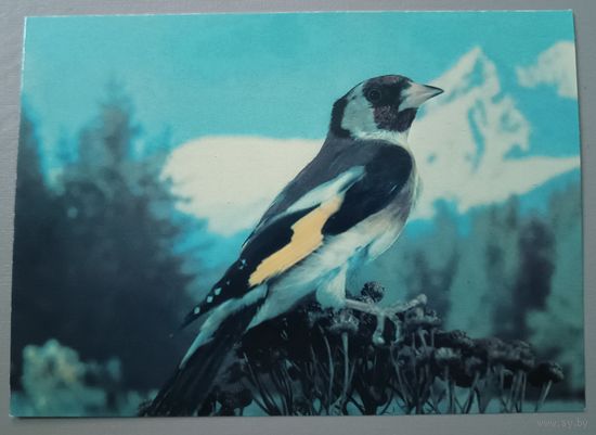 Щегол. Открытка, 1985