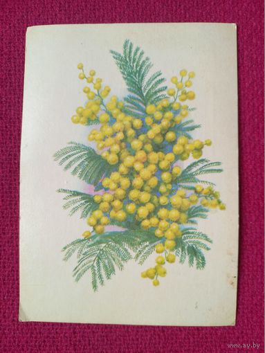 Мимоза. Колганов 1973 г. Октообер. Кр1.