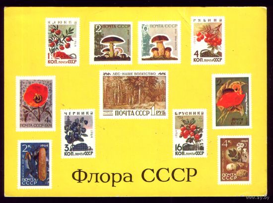 1975 год А.Кобрин Флора СССР