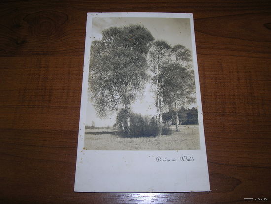 Пейзаж с березами Фотооткрытка Германия 1930-е "Реальное фото" подписана