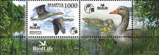 Марка "Серый гусь + купон"