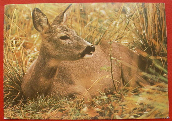 Косуля. Чистая. 1987 года. Фото Киенко.  744.