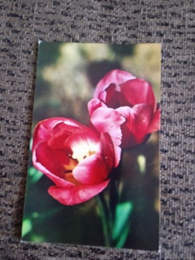 Тюльпаны Чистая. 1974 года. Фото Матанова.