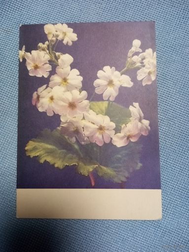 Открытка. Почтовая карточка. Фото И. Дергилева. 1970 год.