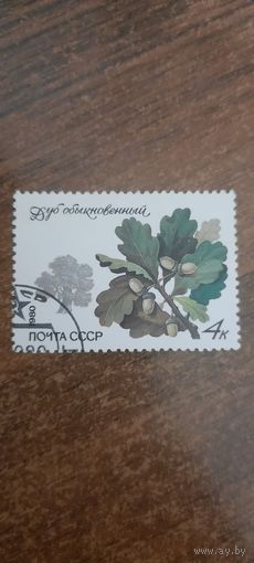 СССР 1980. Дуб обыкновенный. Марка из серии
