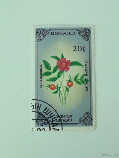 Монголия 1985. Флора. Растения.
