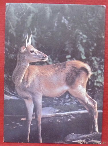 Оленёнок. Чистая. 1989 года. Фото Мельника. 1406.
