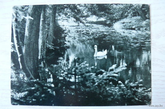 Прибалтика, Литовская ССР, Паланга; 1965, чистая.