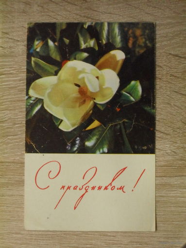 ПОДПИСАННАЯ ОТКРЫТКА СССР. "С ПРАЗДНИКОМ! ЦВЕТОК МАГНОЛИИ" ФОТО. В. ХОМЕНКО. 1968 ГОД.