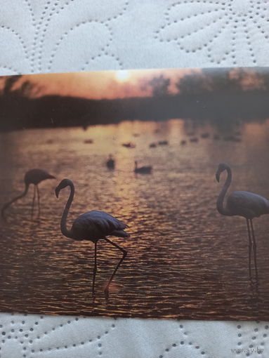 Фламинго Папикьяна