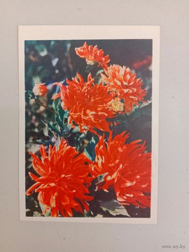 Открытка 1967,БССР, чистая