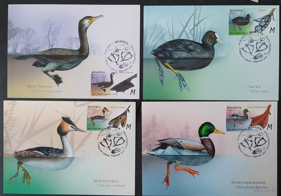 Беларусь 2023 КМ Особенности водоплавающих птиц .
