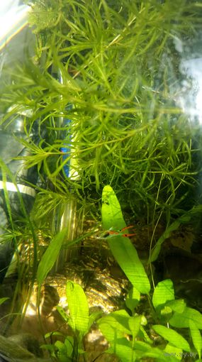 Haяc (Haядa), Najas guadelupensis