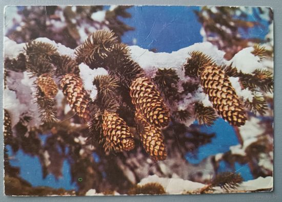 З Новым роком! Шишки. Открытка, подписана, 1980г.