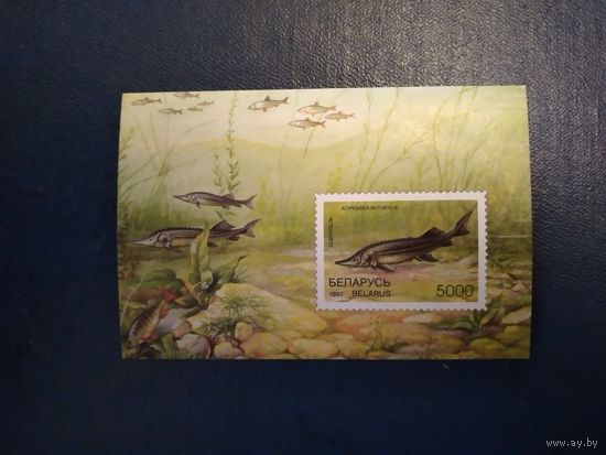 БЕЛАРУСЬ,  РЕДКИЕ РЫБЫ     Почт. БЛОК  1997.