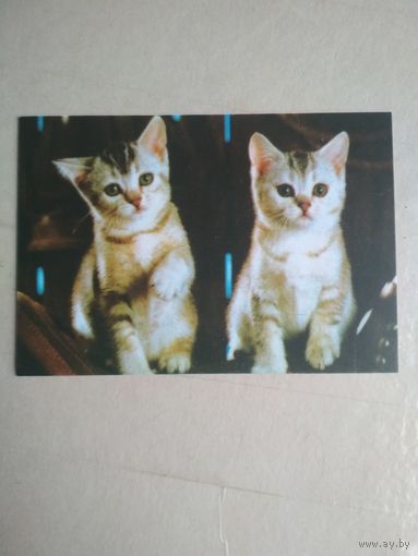 Карманный календарик. Кошки . 1996 год