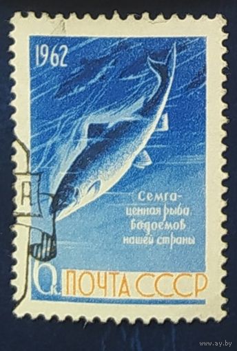 СССР 1962 Рыбы. без клея