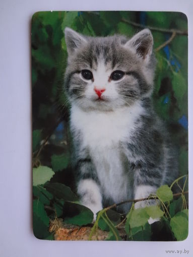 Календарик 1997 г. Серый котенок.
