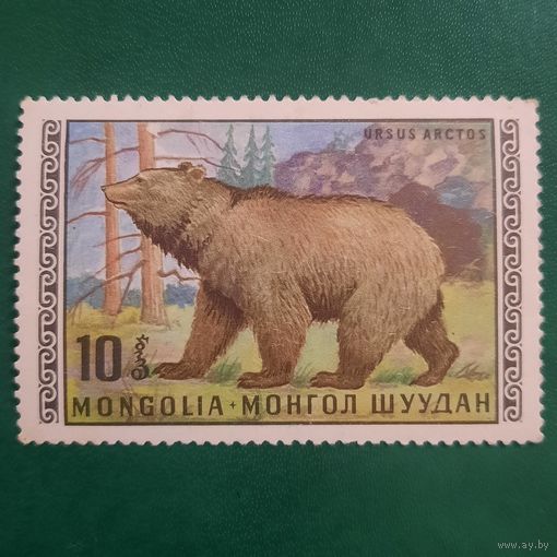 Монголия 1970. Фауна. Бурый медведь. Ursus Arctos