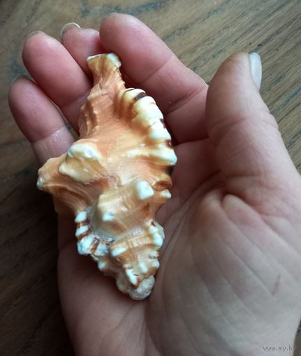 Ракушка Пятнистый тритон, Циматиум Лоториум.