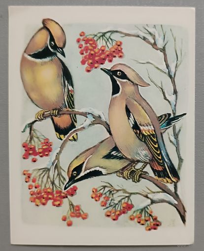 Свиристели. А.Орлов. Мини-открытка, чистая, СССР, 1983г.