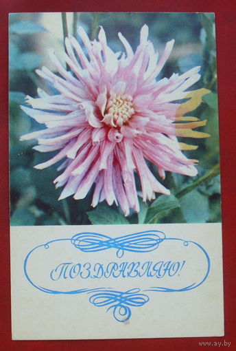 Поздравляю! Подписанная. 1974 года. Фото Бендетского. 100.