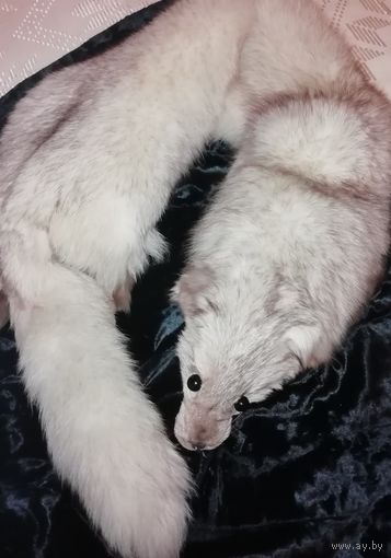 Шикарный мех песца, выделанный, цельный.