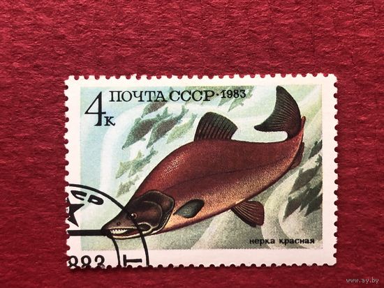 СССР 1983 год. Рыбы