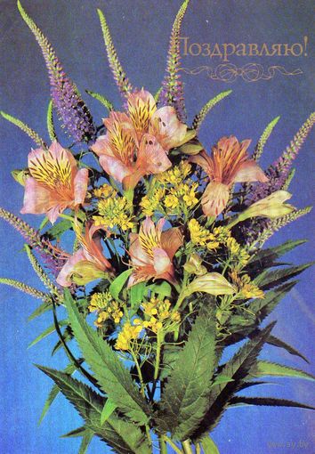 Открытка. Цветы. Поздравляю. 1989.