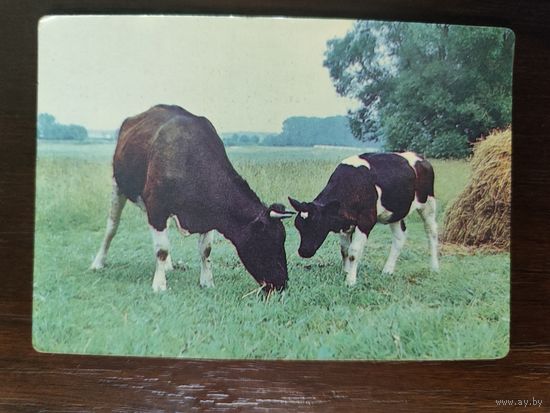 Календарик страхование