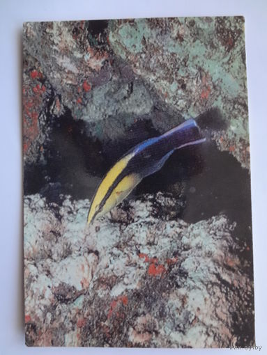 Календарик 1993 г. Рыба.