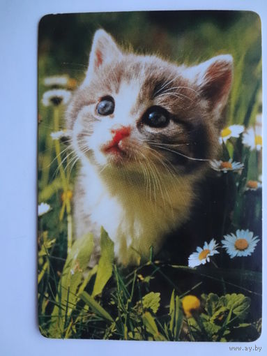 Календарик 1997 г. Котенок и ромашки.