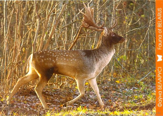 Фауна Беларуси: лань, тираж 2000 экз., чистая, 2014